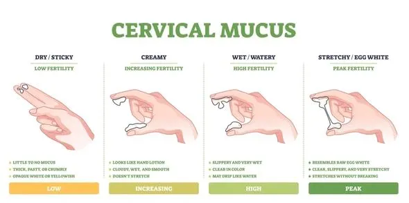 types-of-cervical-discharge