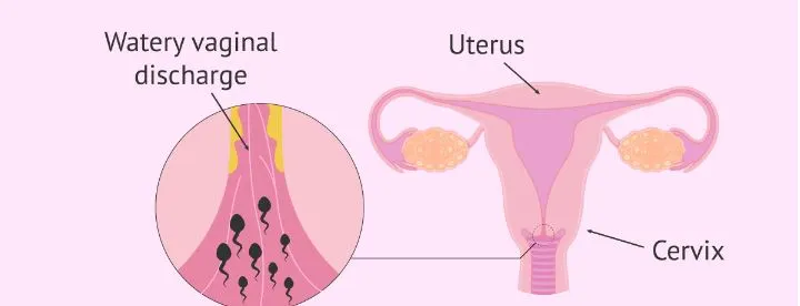 cervix-anatomy